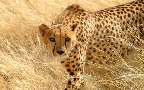 Wild-animal-cheetah-wallpaper-HDd47b9c6a4dbce0869ee73a1e6bffe39af1889.png
