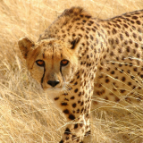 Wild-animal-cheetah-wallpaper-HDd47b9c6a4dbce0869ee73a1e6bffe39af1889