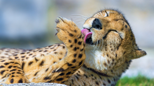 WildAnimalCheetahWallpaperHD6904c8ca955212b2f2bf726f7740e170ee6b6a.png
