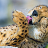 WildAnimalCheetahWallpaperHD6904c8ca955212b2f2bf726f7740e170ee6b6a