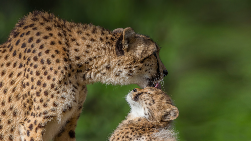 animals_hero_cheetah11a74e334af1517a7202f03192728491ed7dc2024e7df1a3.png