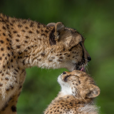 animals_hero_cheetah11a74e334af1517a7202f03192728491ed7dc2024e7df1a3