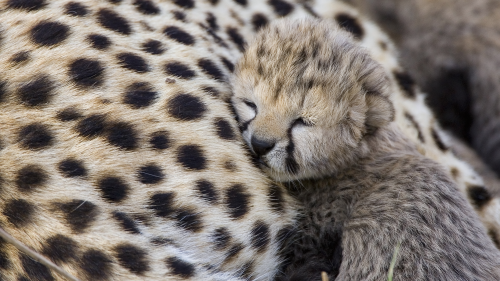 baby-cheetahf3830df260cacbcc5869200b48a1c0919bcd1.png