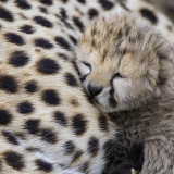 baby-cheetahf3830df260cacbcc5869200b48a1c0919bcd1
