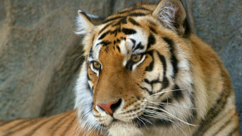 bengal_tiger-wide3990129d0b7f9427f2cc21d7dc42ed3a54827.png