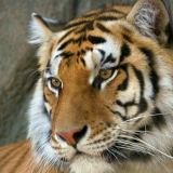 bengal_tiger-wide3990129d0b7f9427f2cc21d7dc42ed3a54827