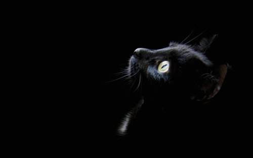 black_wallpaper_cat_head_1600x1200208998cb0724074ab5c3e281093f0f8e7541c.png
