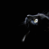 black_wallpaper_cat_head_1600x1200208998cb0724074ab5c3e281093f0f8e7541c