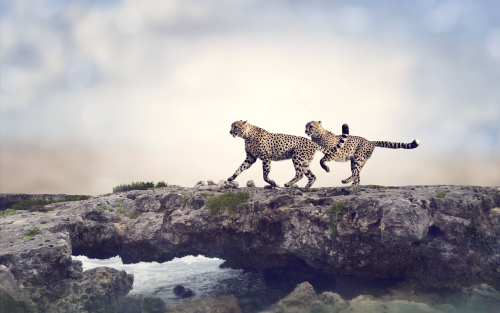 cheetah-5k-new-1920x1200a54856d3c6542ff02b8647eb28f0a165.png