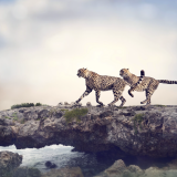 cheetah-5k-new-1920x1200a54856d3c6542ff02b8647eb28f0a165