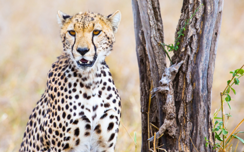 cheetah-aa-1920x12006f4f95ec4a69b35b0468b68e51431297.png