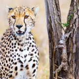 cheetah-aa-1920x12006f4f95ec4a69b35b0468b68e51431297