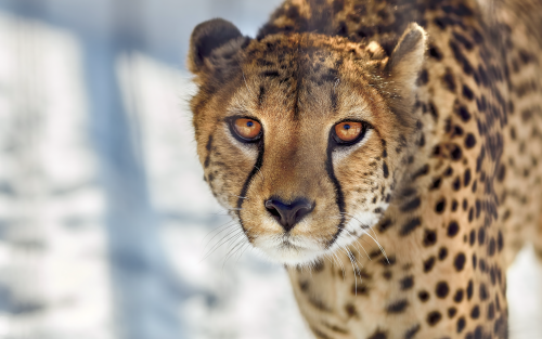 cheetah-close-up-ml-1920x12001a1da81b987975013c3639d6f39501ca.png