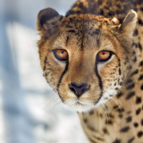 cheetah-close-up-ml-1920x12001a1da81b987975013c3639d6f39501ca