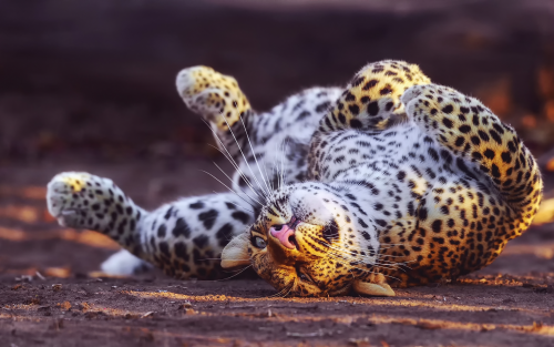 cheetah-in-playful-mood-1920x12009b3f0c0297b5baf9bf3487422f527ef2.png