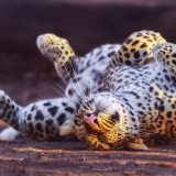 cheetah-in-playful-mood-1920x12009b3f0c0297b5baf9bf3487422f527ef2