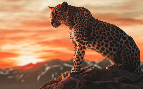cheetah-morning-time-4k-7a-1920x12002463cb2aaae155383d1e38169e5ca39e.png