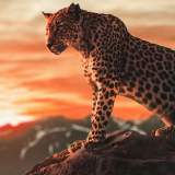 cheetah-morning-time-4k-7a-1920x12002463cb2aaae155383d1e38169e5ca39e