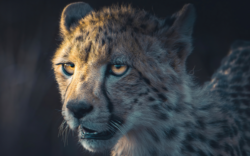 cheetah-portrait-gv-1920x120045631d3fbaeb62709f627f3289636ea6.png
