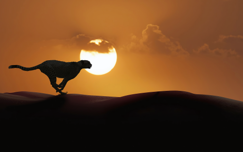 cheetah-running-4k-ax-1920x12004c5aa5a39c99fdef6c1da8526be72737.png