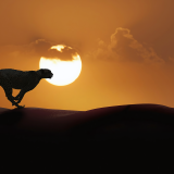 cheetah-running-4k-ax-1920x12004c5aa5a39c99fdef6c1da8526be72737