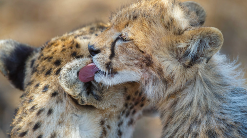 cheetah-safari-41193225-1496148272-ImageGalleryLightboxLargeafb69d4e4f54cf18cddf552eba9310fd6e14bdc8d97c343b.png