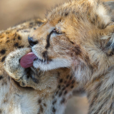 cheetah-safari-41193225-1496148272-ImageGalleryLightboxLargeafb69d4e4f54cf18cddf552eba9310fd6e14bdc8d97c343b