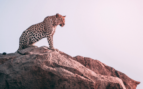 cheetah-sight-2j-1920x1200404c3cd84698e6dc18897f43a7acc5fb.png