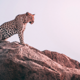 cheetah-sight-2j-1920x1200404c3cd84698e6dc18897f43a7acc5fb