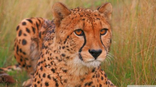 cheetah-wallpaper-hdd1b2a446f7516e44b1cf44cf87e9822d60476.png