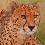 cheetah-wallpaper-hdd1b2a446f7516e44b1cf44cf87e9822d60476