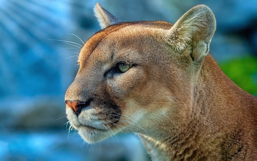 cougar-4k-mn-1920x12002f6b6e32f5a0768dbe8819aa33591516.png