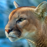 cougar-4k-mn-1920x12002f6b6e32f5a0768dbe8819aa33591516
