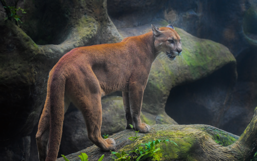 cougar-5k-dm-1920x120052944b217c9ec20c2994ede08c0e9e04.png
