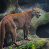cougar-5k-dm-1920x120052944b217c9ec20c2994ede08c0e9e04