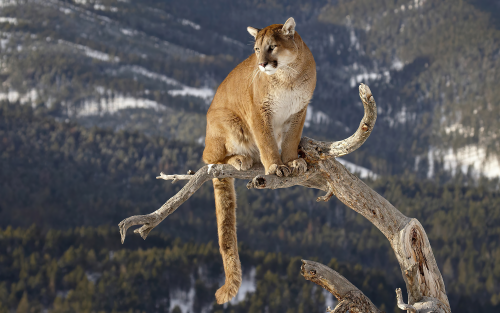cougar-on-a-branch-4k-ie-1920x1200b05258615aa3a5f590920c3704cb6b5e.png