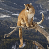 cougar-on-a-branch-4k-ie-1920x1200b05258615aa3a5f590920c3704cb6b5e