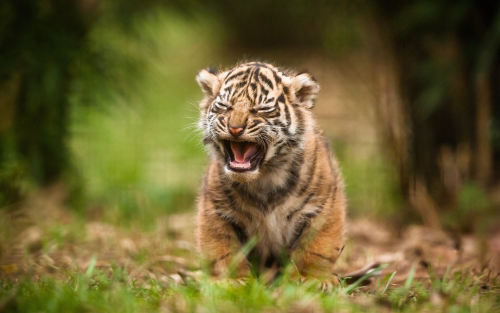 cute-cub-4k-1920x120062650bd67149eb961a165642c5392f16.png