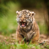 cute-cub-4k-1920x120062650bd67149eb961a165642c5392f16