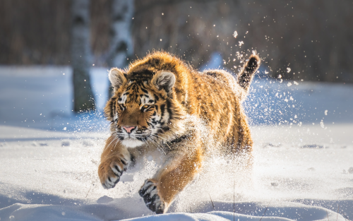 cute-tiger-cub-running-oq-1920x1200b5efb7ceb4c384ebc333e03f40bf8f12.png