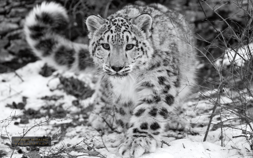 endangered-beauty-wallpapera11bb8013770eba57126f81425d7c1827391d.png