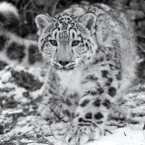 endangered-beauty-wallpapera11bb8013770eba57126f81425d7c1827391d