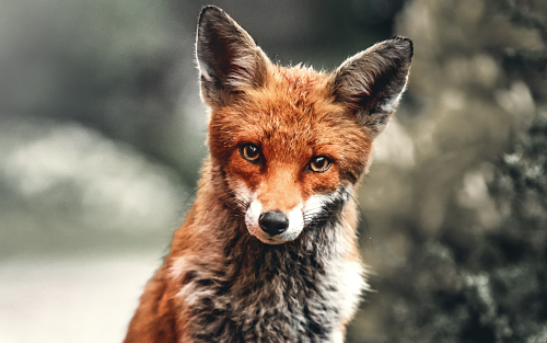 fox-depth-4k-oi-1920x1200eec7fca24ed1dd02f8d14aada320e012.png