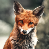 fox-depth-4k-oi-1920x1200eec7fca24ed1dd02f8d14aada320e012
