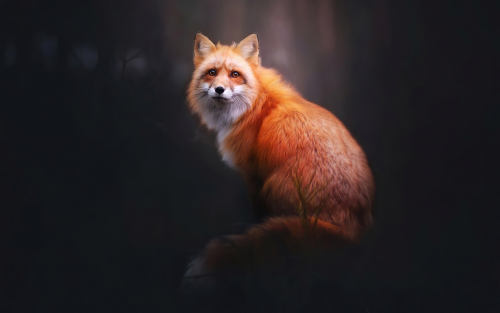 fox-digital-art-4k-qg-1920x120043c375d165cab8f0e2923900f1a2002c.png