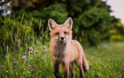fox-looking-towards-camera-5k-ei-1920x120030ac2d616a3779a7ac11f14e2d2e64a2.png