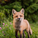 fox-looking-towards-camera-5k-ei-1920x120030ac2d616a3779a7ac11f14e2d2e64a2