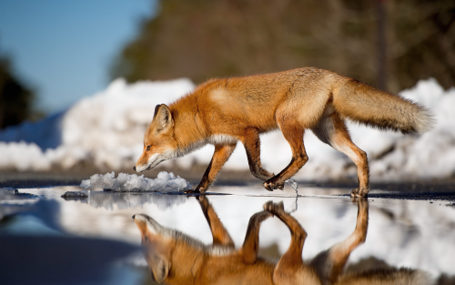 fox-lu-1920x12007de449c19532f1aa05e06c15b133ce5c.png