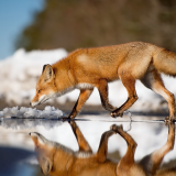 fox-lu-1920x12007de449c19532f1aa05e06c15b133ce5c