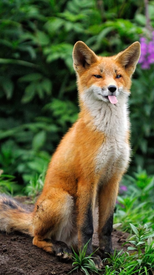 fox_blep_4k_portraitc6d5bb258ab13f15.png